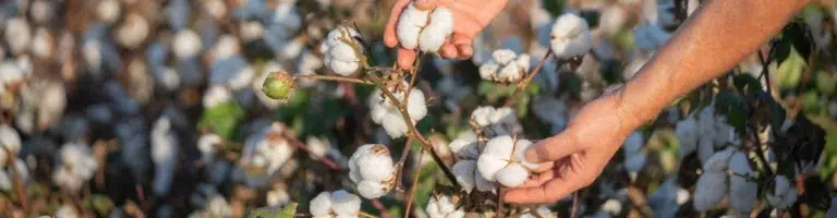 colchones ecológicos